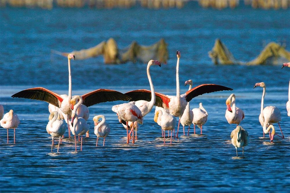 delta de l'ebre.jpg