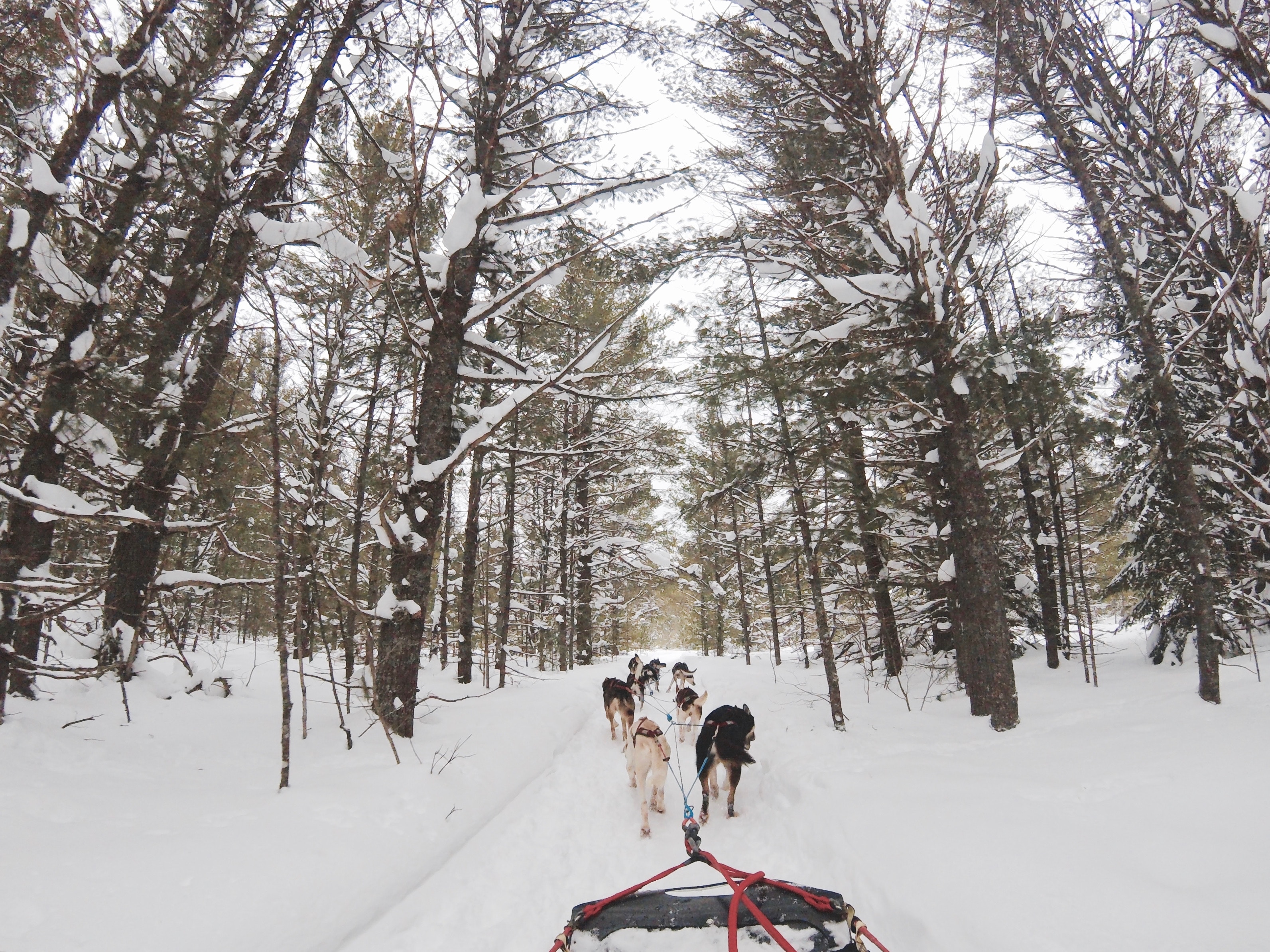 mushing2