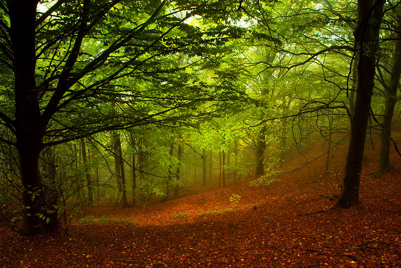 parc natural del montseny.jpg
