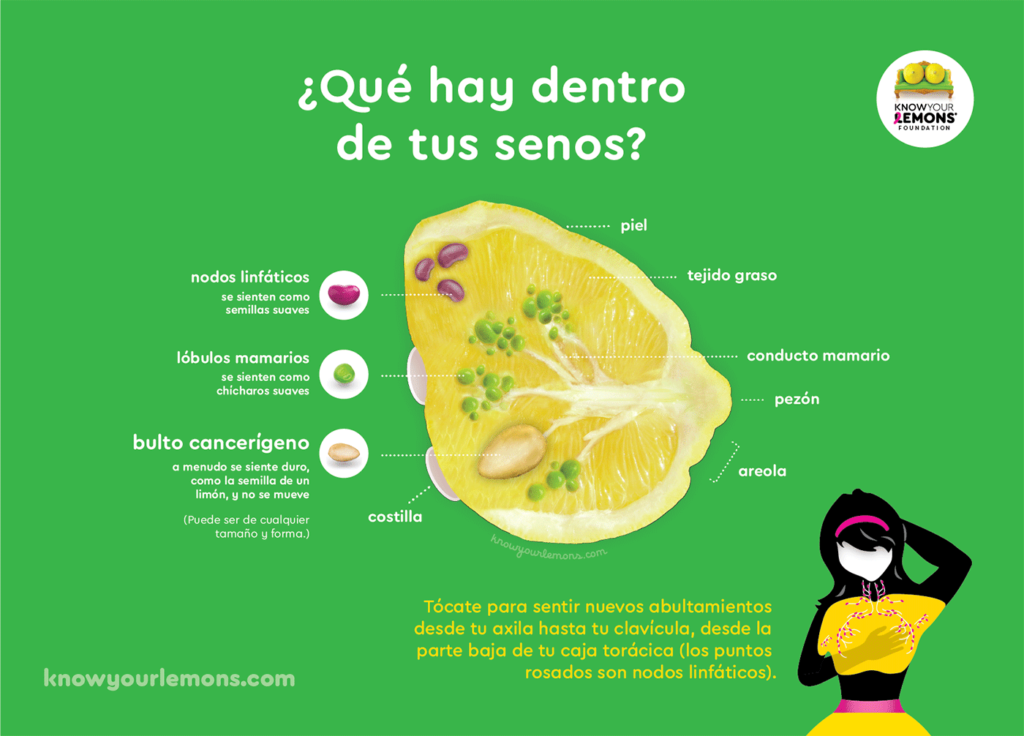 breast anatomy ES - Know Your Lemons, ens sumem al poder de la prevenció en el Dia Mundial Contra el Càncer de Mama