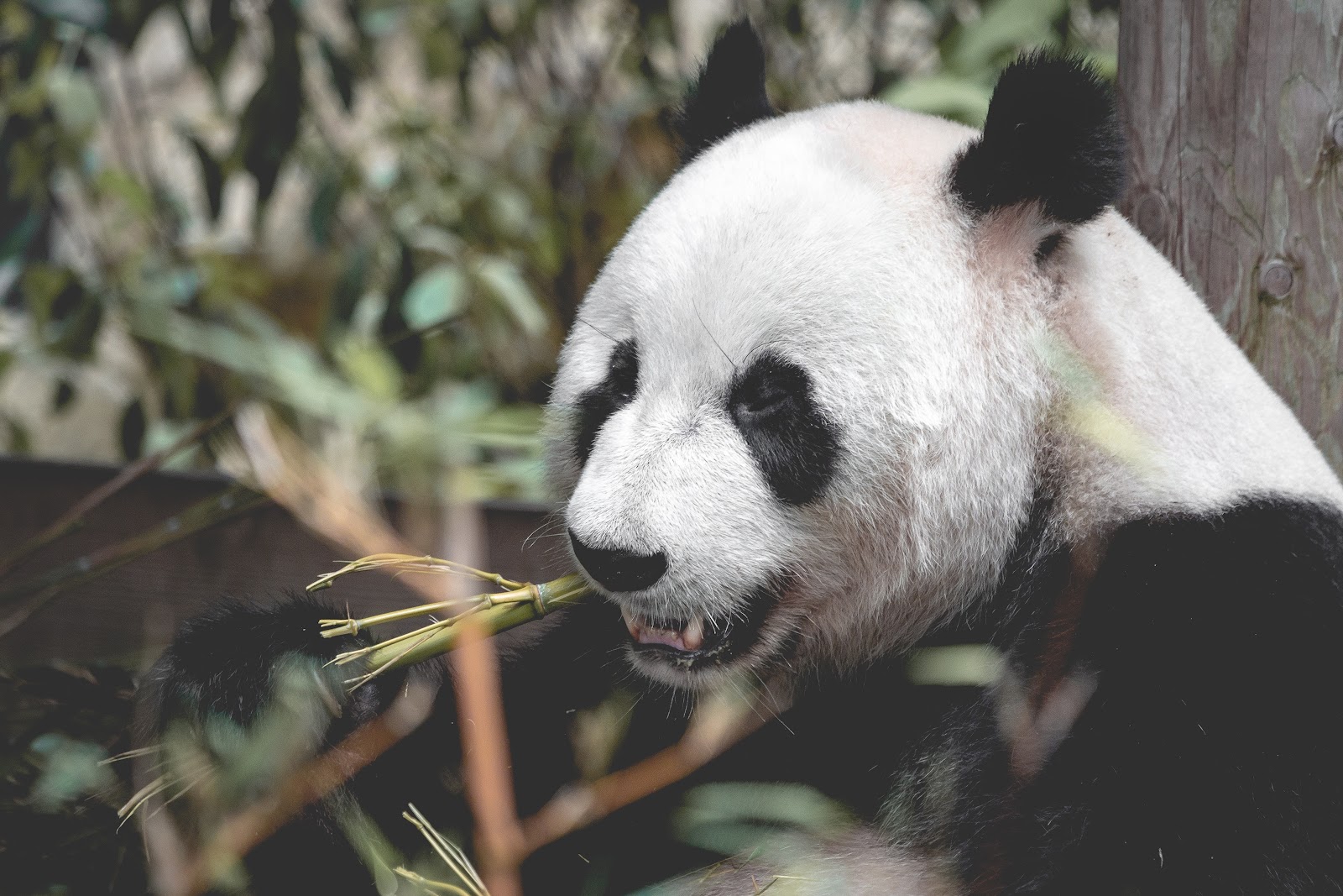 somdocents-animals-en-perill-d'extinció-ós-panda