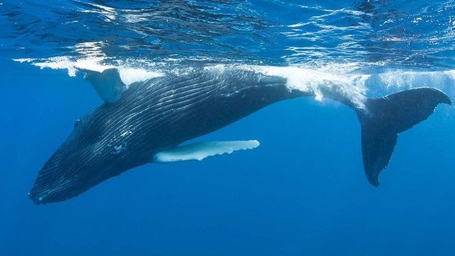 Animals en Perill d'Extinció 21 somdocents-animals-en-perill-d'extinció-balena